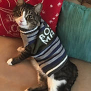 Mr. Snuggles is registered to the contest to win money with this photo: animal, blue_cushion, cat, couch, curious, cushion, ears, feline, fur, home, indoor, looking, paws, pet, red_cushion, sitting, striped_sweater, sweater, tabby_cat, whiskers