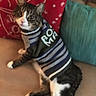 animal, blue_cushion, cat, couch, curious, cushion, ears, feline, fur, home, indoor, looking, paws, pet, red_cushion, sitting, striped_sweater, sweater, tabby_cat, whiskers