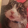 Mr. Snuggles is registered to the contest to win money with this photo: animal, cat, close_up, collar, collar_bell, cute, domestic_cat, ears, eyes, face, feline, fur, indoor, mammal, pet, pink_nose, portrait, tabby, whiskers