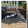 Mr. Snuggles is registered to the contest to win money with this photo: animal, cat, chair, daylight, digital_interface, grass, greenery, home_garden, lying_down, nature, outdoor, paved_patio, pet, photo_album, relaxed, shadow, summer, sunlight, tabby_cat, white_fence
