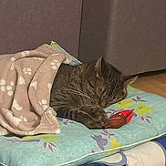 Milo participe au concours pour gagner de l'argent avec cette photo : animal, bird_toy, blanket, cat, comfort, cozy, cute, domestic_cat, floor, fur, home, indoor, paw_prints, pet, pillow, relaxing, resting, sleeping, tabby, toy