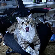 Tigger is registered to the contest to win money with this photo: cat, tabby, animal, pet, chair, office_chair, feline, indoor, crossed_paws, yawning, mesh_chair, home_office, desk, shelf, carpet, whiskers, fur, relaxed, domestic_cat, cute