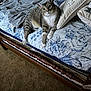 Tigger joined the competition — help win amazing prizes! abyssinian, animal, bed, bedroom, blanket, cat, couch, cushion, furniture, homedecor, indoors, kitten, linen, manx, mattress, person, pet, pillow, quilt, room