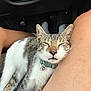 Runtz is registered to the contest to win money with this photo: animal, bell, brown_fur, car_interior, cat, close_up, collar, cozy, cute, domestic_animal, human_leg, indoor, lap, pedals, pet, relaxed, resting, sleeping, tabby_cat, white_fur