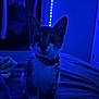 Runtz is registered to the contest to win money with this photo: animal, bed, bell, blanket, blue_light, cat, collar, curious, domestic_cat, ears, furniture, indoor, kitten, led_strip, night, paws, pet, room, soft_lighting, whiskers