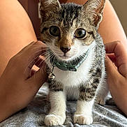 Runtz joined the competition — help win amazing prizes! animal, attention, bell, cat, closeup, collar, curious, cute, domestic, fur, hands, indoor, kitten, lap, person, pet, soft, tabby, whiskers, young