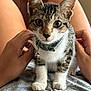 animal, attention, bell, cat, closeup, collar, curious, cute, domestic, fur, hands, indoor, kitten, lap, person, pet, soft, tabby, whiskers, young