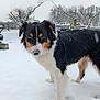 dog, snow, winter, outdoor, animal, canine, fur, black, white, brown, trees, snowflakes, nature, rural, farm, quiet, cold, landscape, pet, standing