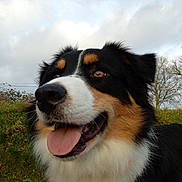 Taya participe au concours pour gagner de l'argent avec cette photo : dog, canine, pet, close_up, tongue_out, happy, outdoor, sky, grass, fur, collar, animal, nature, brown, white, black, portrait, ears, friendly, cute