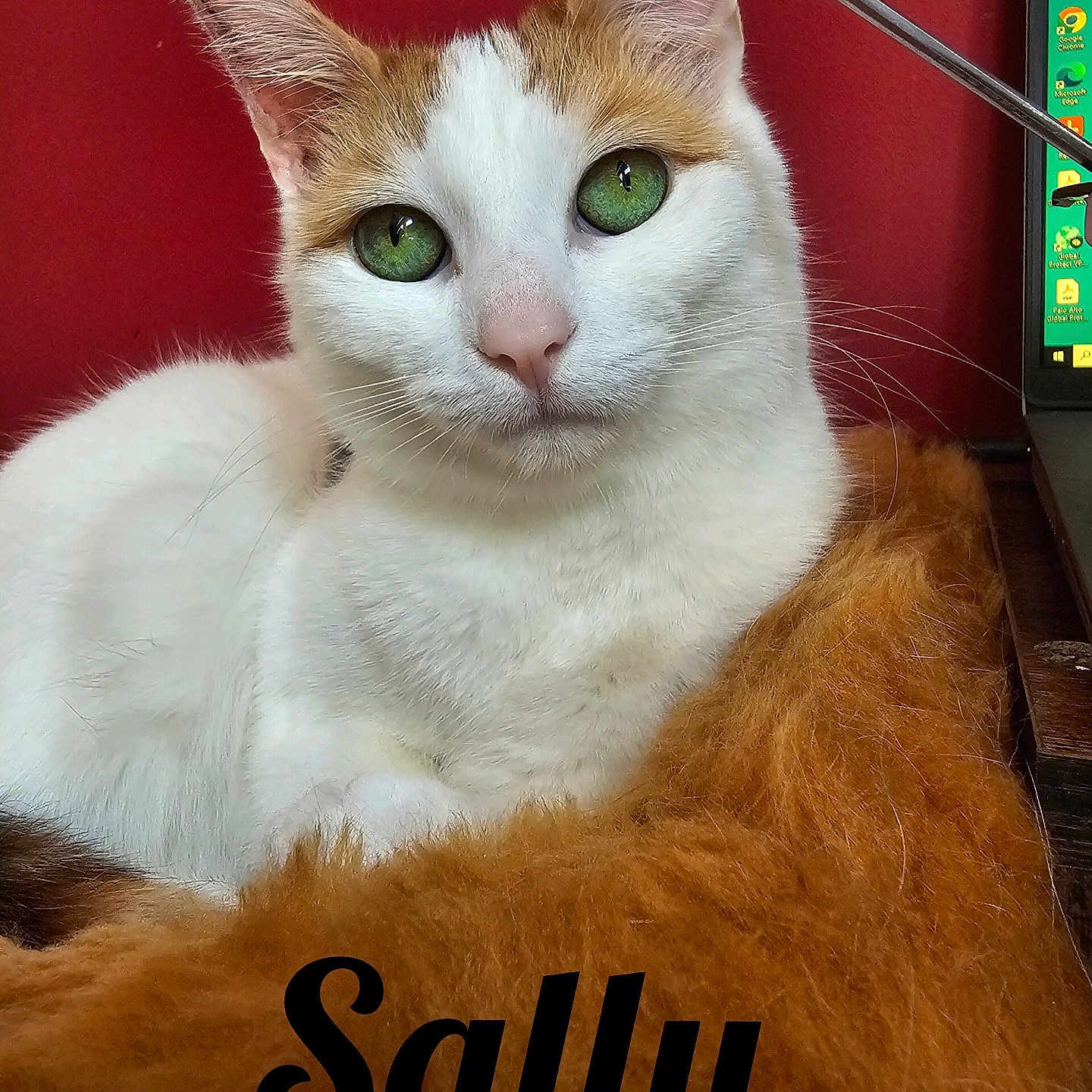 Sally