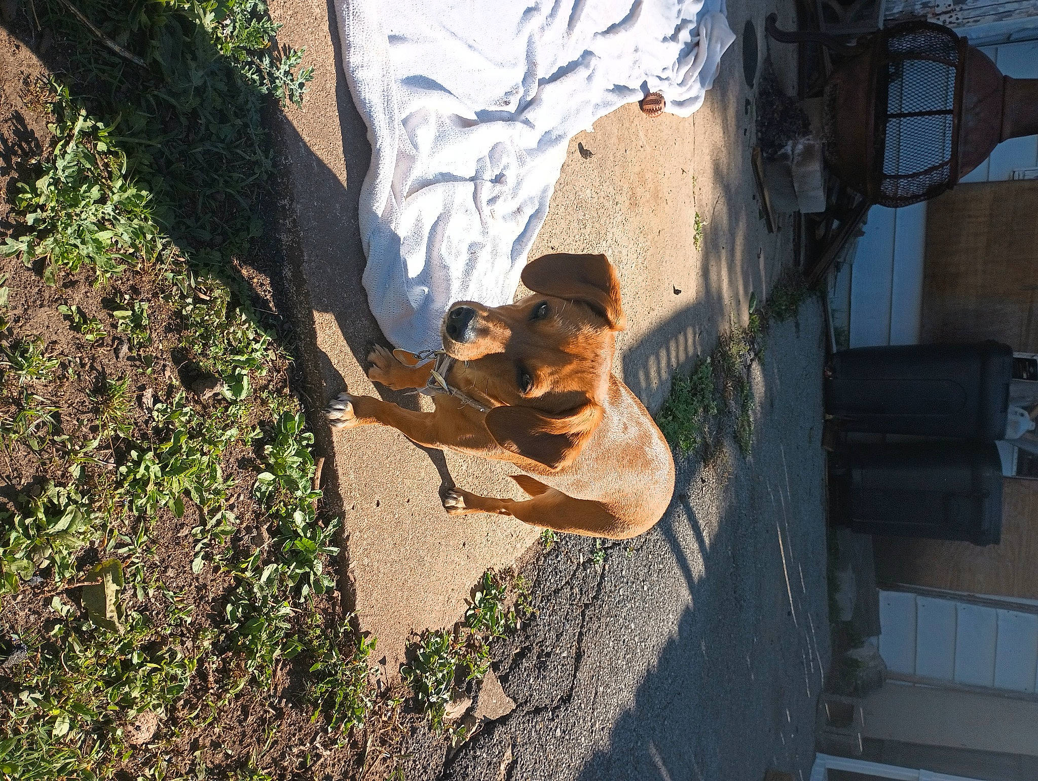 Abbie is registered to the contest to win money with this photo: carnivore, cross_training_shoe, dog, dog_breed, fawn, foot, grass, human_leg, plant, road_surface, rock, shadow, soil, sporting_group, tail, tints_and_shades, tree, trunk, walking_shoe, wood