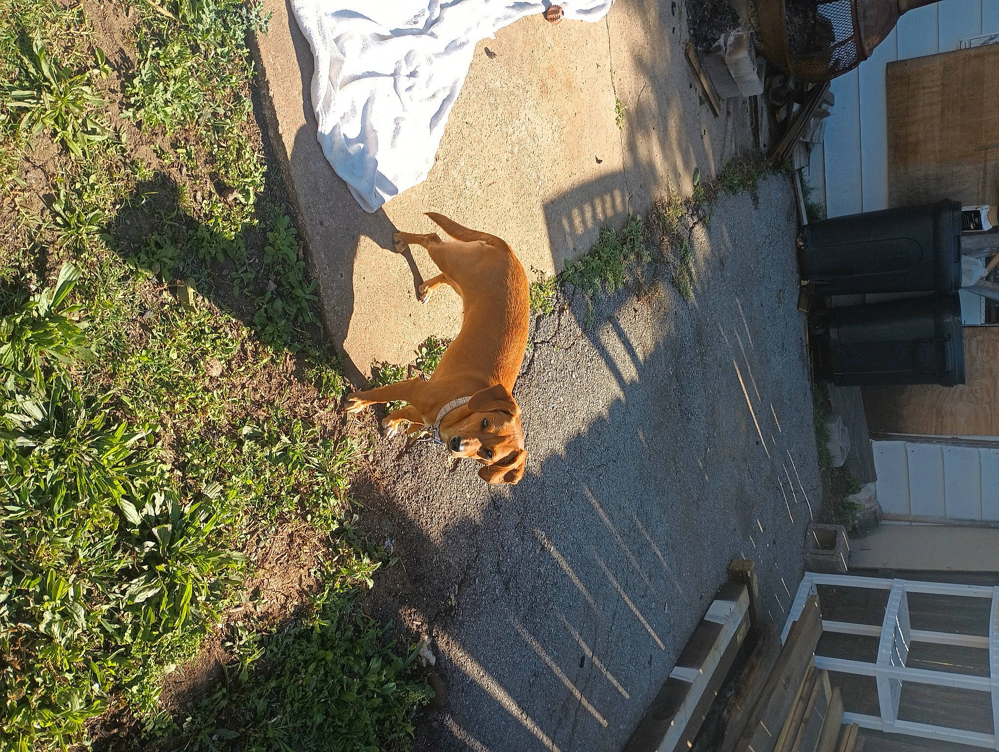 Abbie is registered to the contest to win money with this photo: asphalt, building, concrete, facade, fawn, grass, house, human_leg, landscape, plant, road, road_surface, roof, shadow, soil, tail, tints_and_shades, urban_design, window, wood