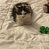 Hubert joined the competition — help win amazing prizes! adorable, animal, bed, blanket, bow, cat, cozy, curious, cute, feline, fur, green_bow, indoor, kitten, pet, plush_toy, resting, small, soft, white