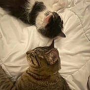 Hubert is registered to the contest to win money with this photo: animal, black_and_white_cat, blanket, cat, close_up, companion_animal, cozy, cute, domestic_cat, fluffy_cat, fur, indoor, mammal, pet, relaxation, resting, sleeping, tabby_cat, two_animals, white_blanket