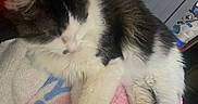 Hubert is registered to the contest to win money with this photo: animal, black, blanket, cat, closeup, comfort, cozy, cute, feline, fluffy, fur, home, indoor, napping, pet, relaxed, resting, sleeping, soft, white
