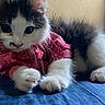 Hubert is registered to the contest to win money with this photo: animal, bed, black_and_white, blue, cat, closeup, clothing, cute, feline, fluffy, indoor, kitten, pet, pink, polka_dot, resting, stuffed_animal, toy, whiskers, young