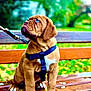 puppy, dog, brown_dog, blue_eyes, bench, leash, harness, outdoor, park, wooden_bench, pet, animal, young_dog, sitting, cute, nature, greenery, daylight, closeup, adorable