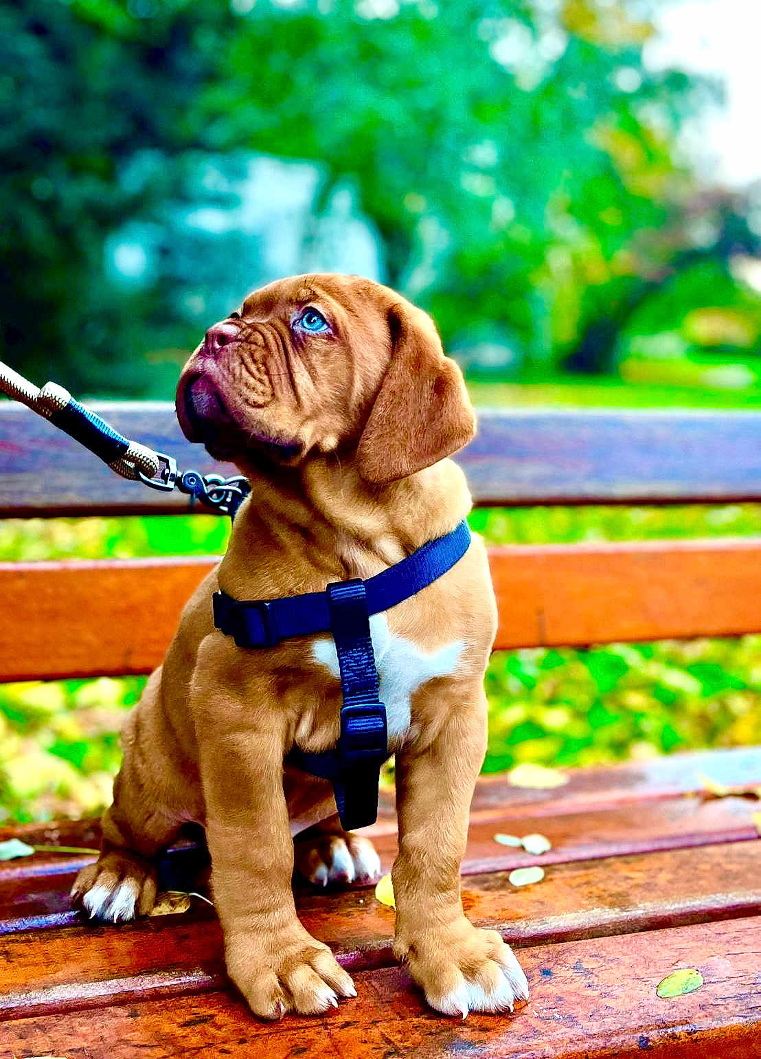 Tia a rejoint le concours — aidez-le/la à gagner de superbes lots ! puppy, dog, brown_dog, blue_eyes, bench, leash, harness, outdoor, park, wooden_bench, pet, animal, young_dog, sitting, cute, nature, greenery, daylight, closeup, adorable