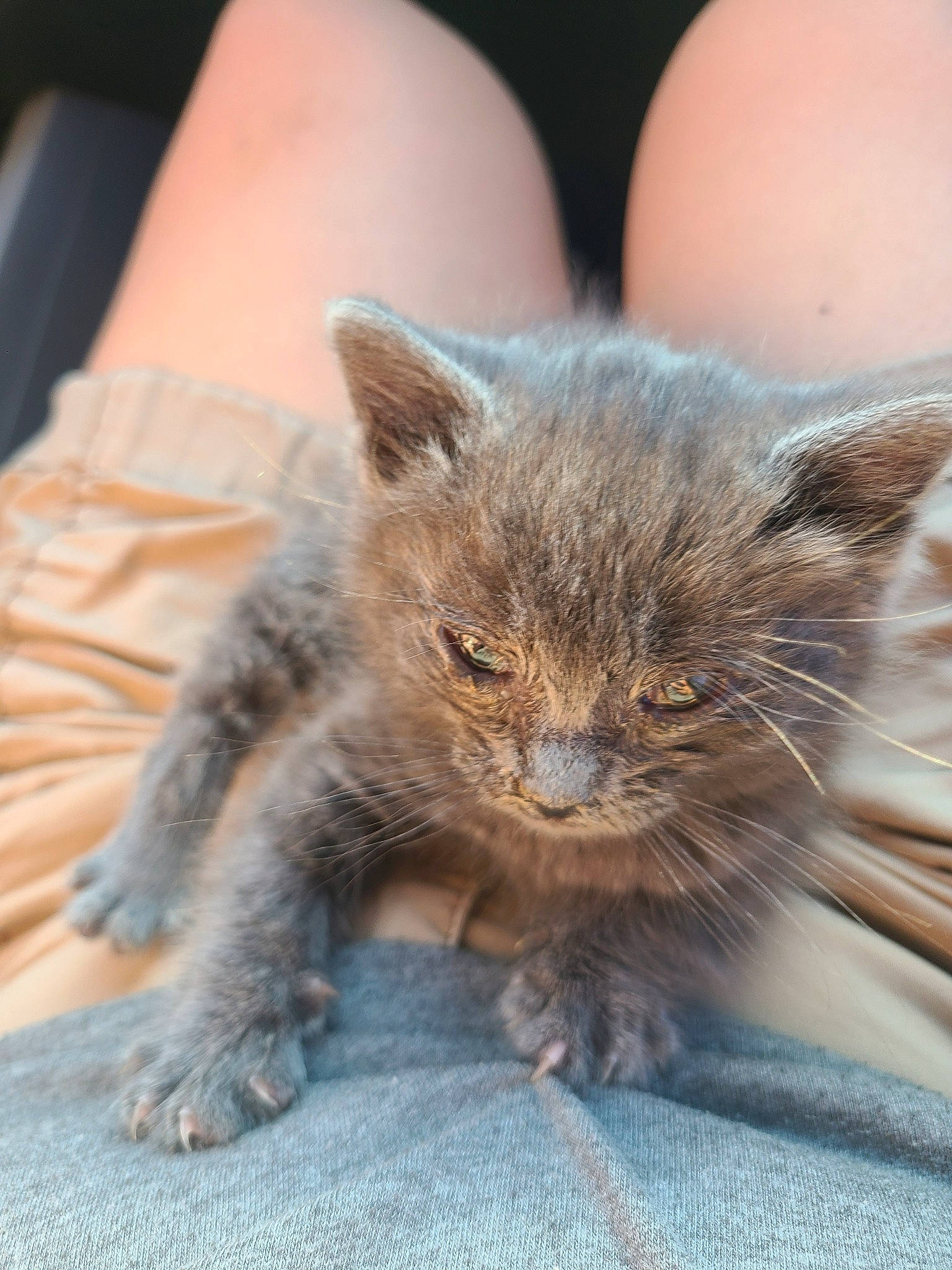 Bowser is registered to the contest to win money with this photo: carnivore, cat, claw, comfort, domestic_short_haired_cat, fawn, felidae, fur, human_leg, paw, sitting, small_to_medium_sized_cats, terrestrial_animal, whiskers