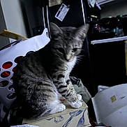 Hazel is registered to the contest to win money with this photo: blur, box, cabinet, cat, clutter, curious, feline, food_container, furniture, household_items, indoor, kitchen, kitten, laundry_basket, low_light, paper_towel, pet, refrigerator, sitting, tabby