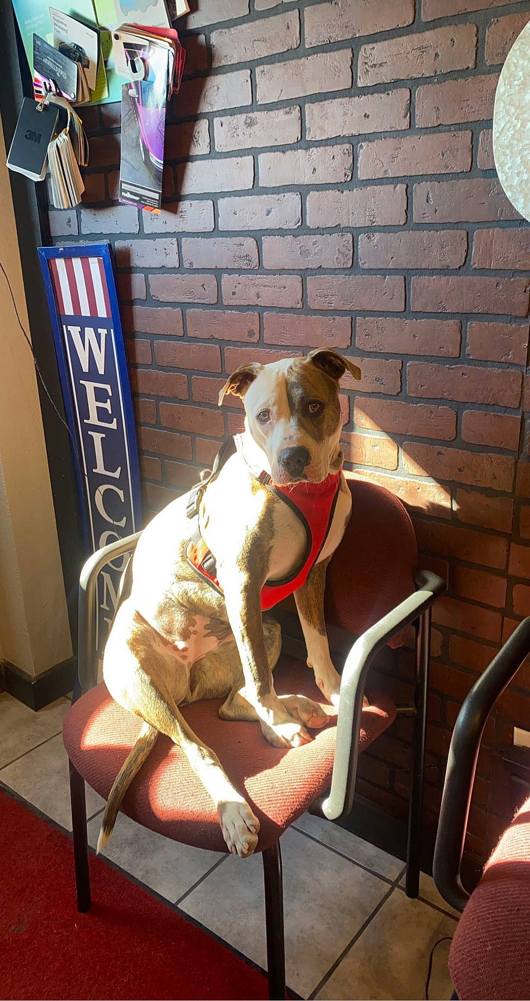 Hennessy is registered to the contest to win money with this photo: canidae, carnivore, chair, collar, companion_dog, dog, dog_breed, dog_collar, dog_supply, eyewear, fawn, flooring, non_sporting_group, pet_supply, snout, sporting_group, terrier, whiskers, wood, working_animal