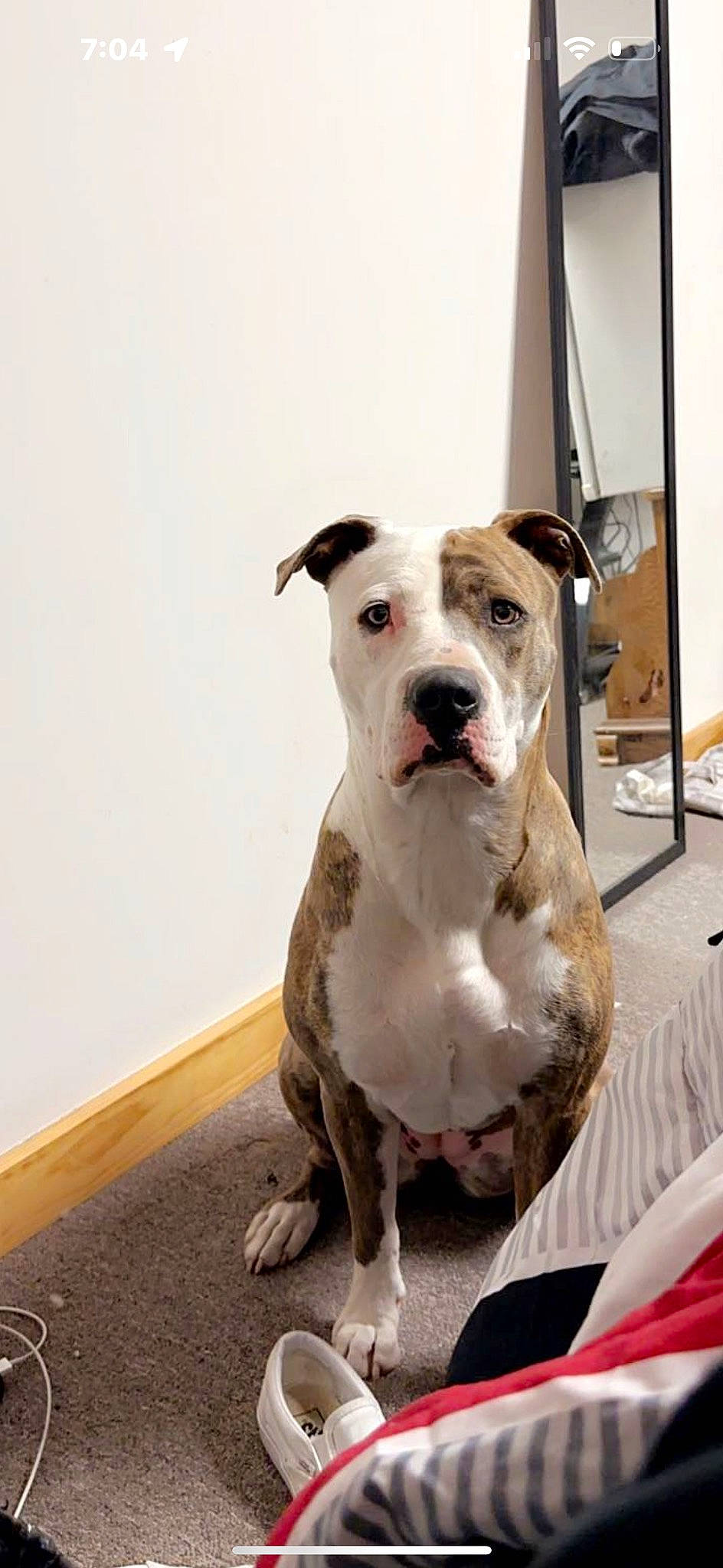 Hennessy joined the competition — help win amazing prizes! canidae, carnivore, collar, companion_dog, dog, dog_breed, dog_collar, fawn, guard_dog, non_sporting_group, whiskers, working_animal, working_dog