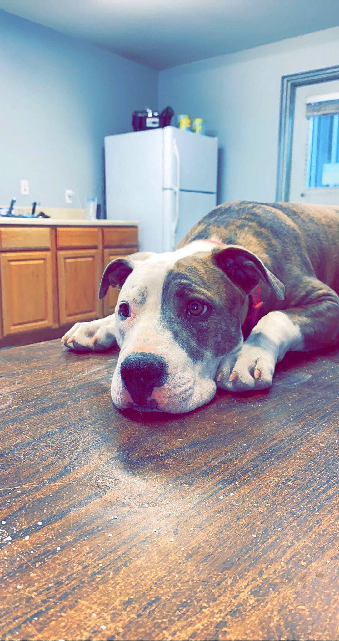 Hennessy is registered to the contest to win money with this photo: ball, cabinetry, canidae, carnivore, companion_dog, cupboard, dog, dog_breed, dog_supply, fawn, floor, flooring, hardwood, pet_supply, sporting_group, tail, whiskers, window, wood, working_animal