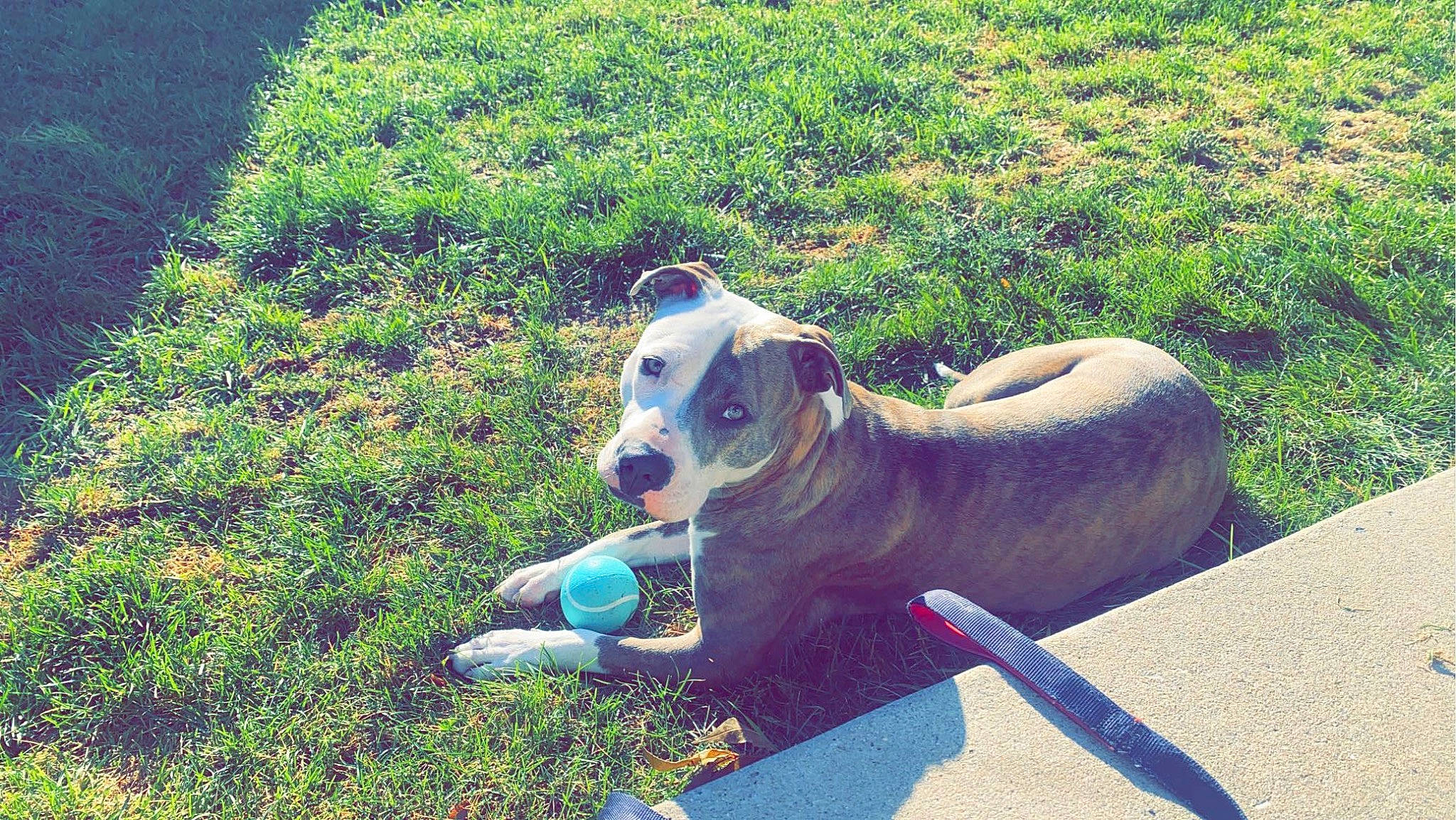 Hennessy is registered to the contest to win money with this photo: canidae, carnivore, collar, companion_dog, dog, dog_breed, dog_collar, dog_supply, electric_blue, fawn, grass, groundcover, landscape, lawn, leisure, pet_supply, recreation, sporting_group, tail, working_animal