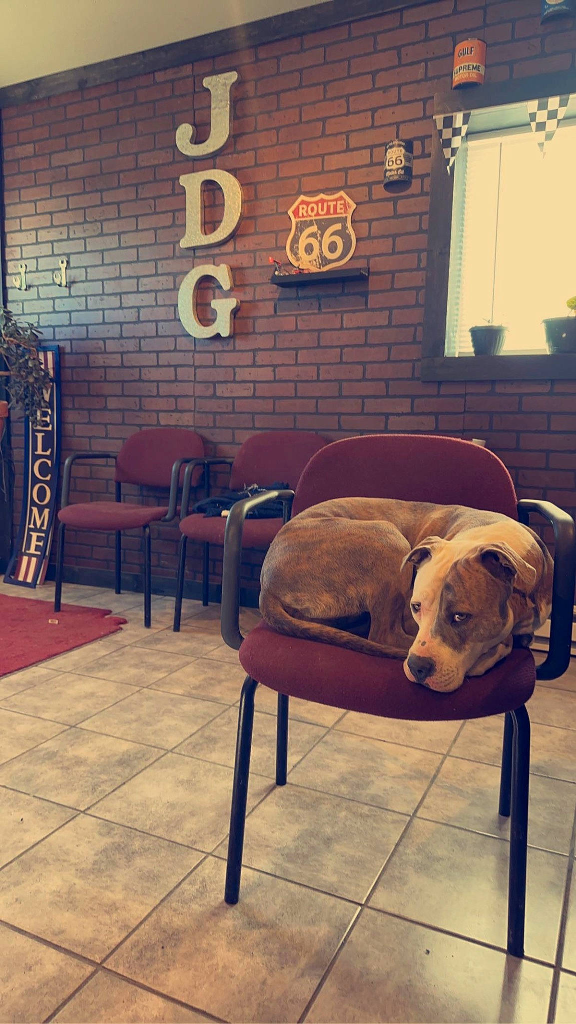 Hennessy joined the competition — help win amazing prizes! building, carnivore, chair, comfort, companion_dog, couch, dog, dog_breed, door, fawn, floor, flooring, furniture, hardwood, interior_design, studio_couch, tints_and_shades, window, wood, working_animal