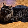 angora, animal, blackcat, cat, hardwood, indoors, interiordesign, kitten, manx, person, pet, plywood, sleeping, stainedwood, wood