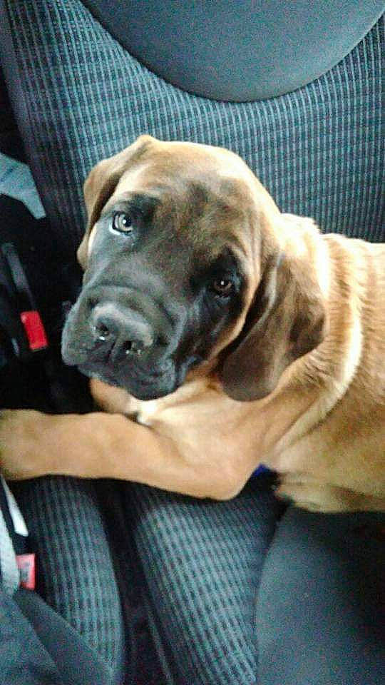 Vin'S participe au concours pour gagner de l'argent avec cette photo : canidae, carnivore, collar, companion_dog, dog, dog_breed, dog_collar, ear, fawn, fur, hunting_dog, non_sporting_group, pet_supply, snout, sporting_group, whiskers, working_animal, working_dog