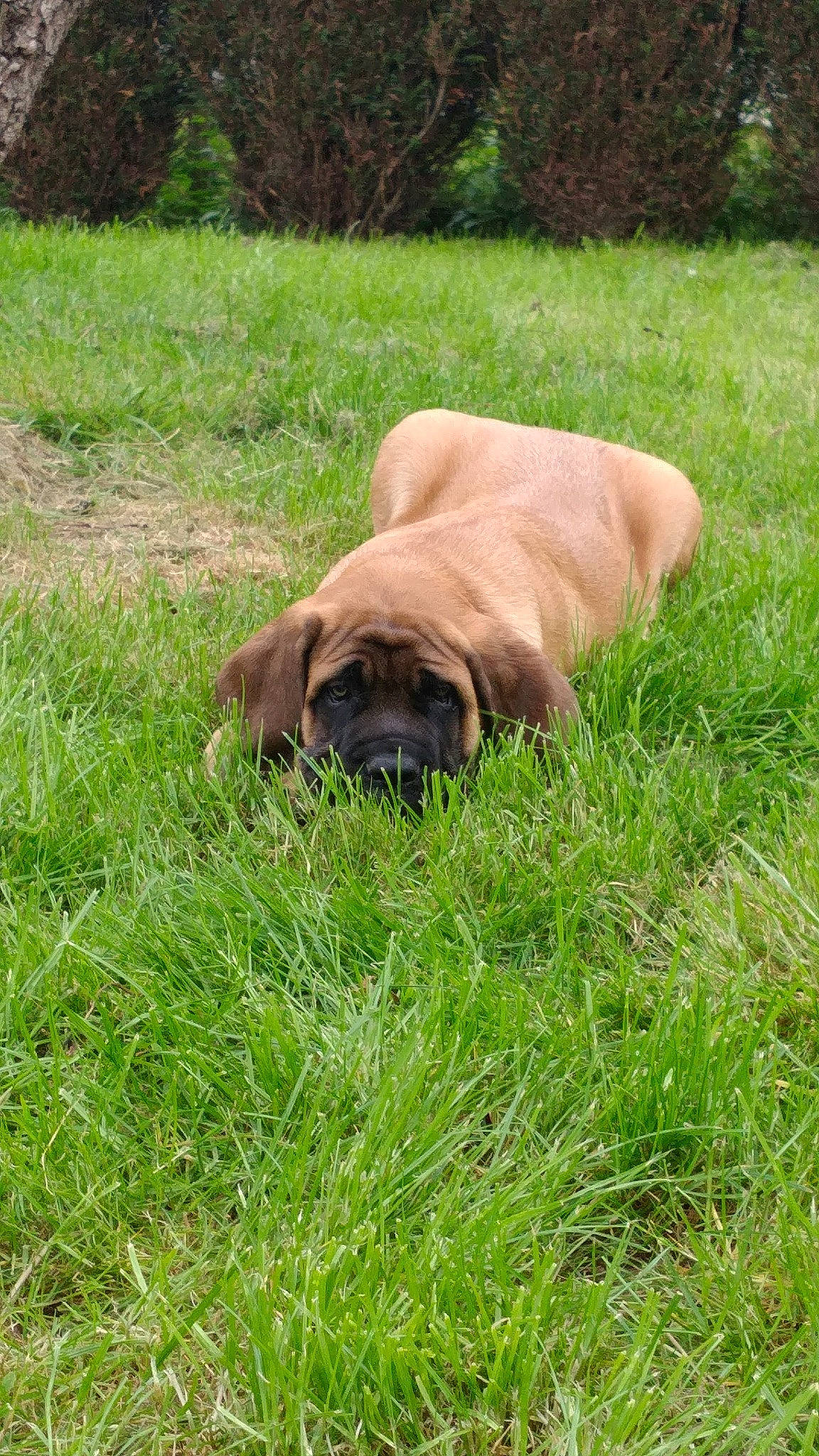 Vin'S participe au concours pour gagner de l'argent avec cette photo : canidae, carnivore, companion_dog, dog, dog_breed, english_mastiff, fawn, grass, grassland, groundcover, guard_dog, liver, molosser, plant, snout, sporting_group, terrestrial_animal, tree, working_animal, wrinkle
