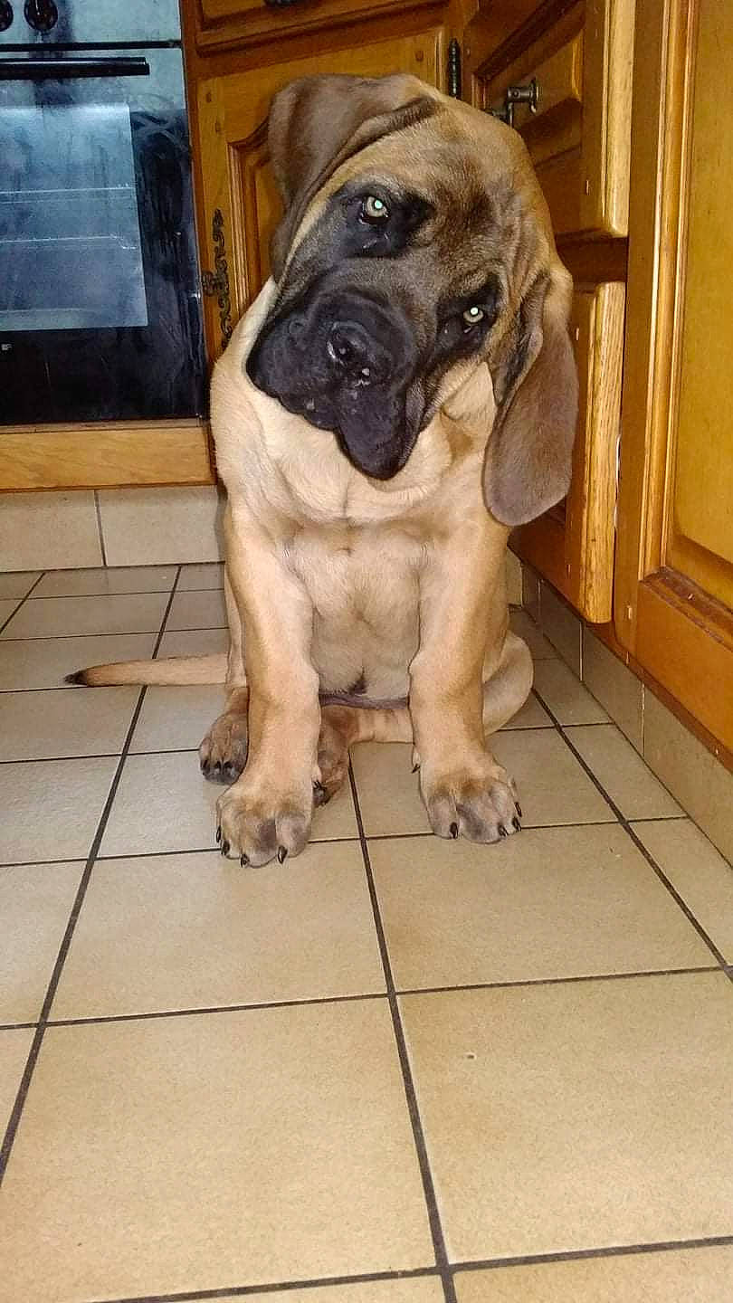 Vin'S participe au concours pour gagner de l'argent avec cette photo : canidae, carnivore, collar, companion_dog, dog, dog_breed, door, fawn, flooring, fur, hardwood, pet_supply, snout, sporting_group, tile_flooring, whiskers, wood, working_animal, working_dog, wrinkle