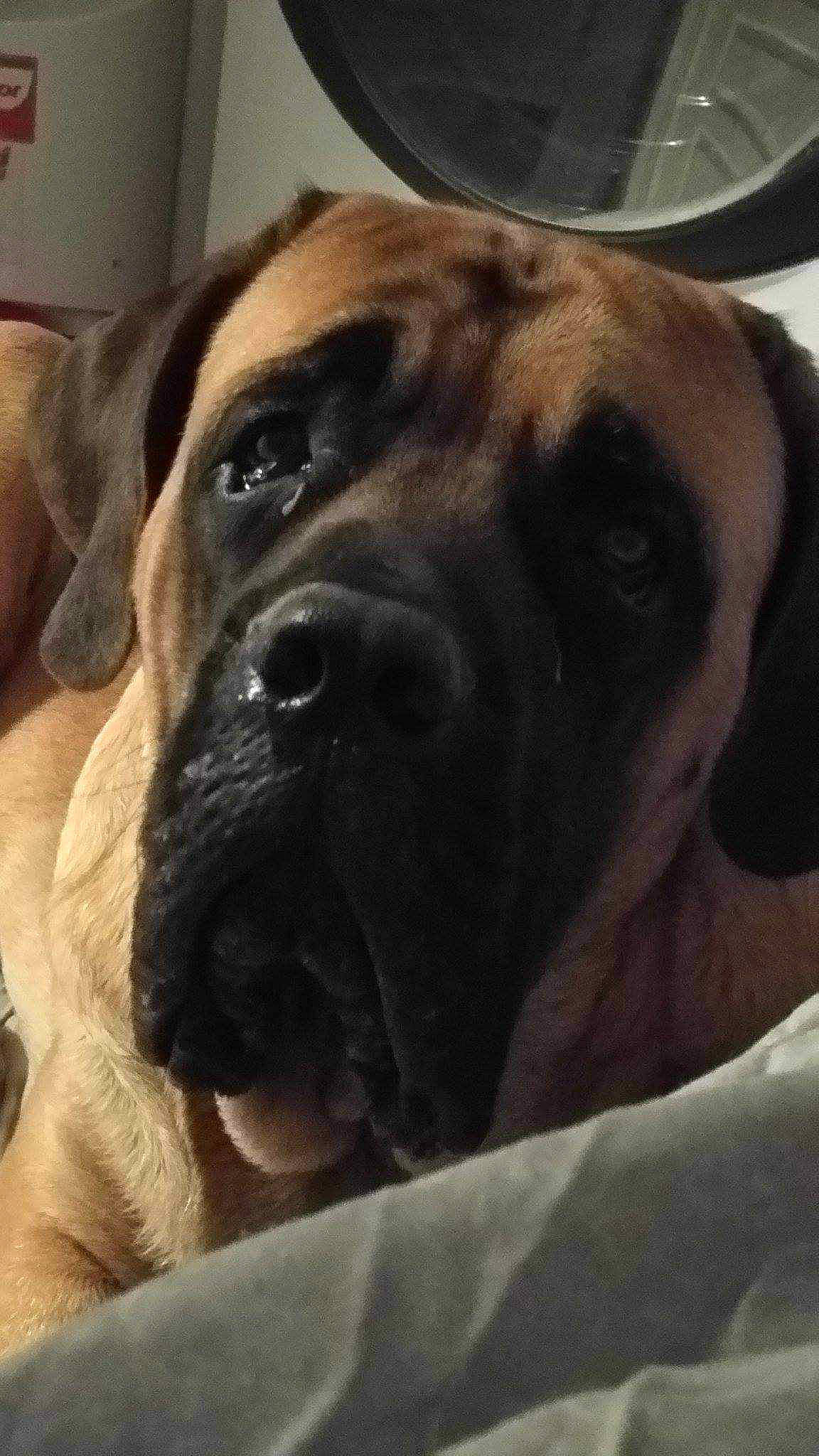 Vin'S a rejoint le concours — aidez-le/la à gagner de superbes lots ! bored, canidae, carnivore, comfort, companion_dog, dog, dog_breed, eye, fawn, fur, giant_dog_breed, guard_dog, selfie, serveware, snout, sporting_group, whiskers, working_animal, working_dog, wrinkle