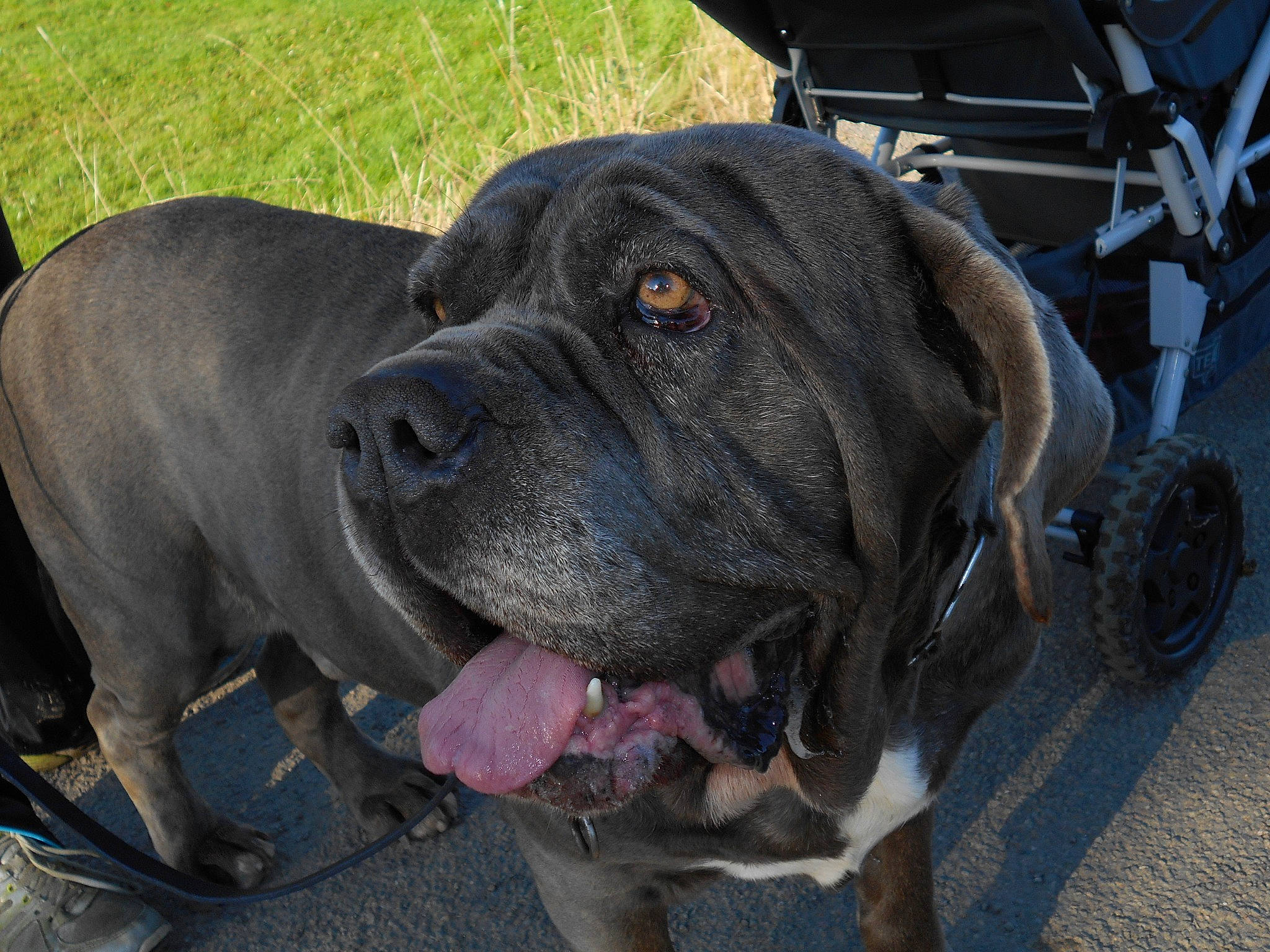 Brutus a rejoint le concours — aidez-le/la à gagner de superbes lots ! canidae, carnivore, collar, companion_dog, dog, dog_breed, dog_collar, fawn, guard_dog, mammal, molosser, old_english_bulldog, pet_supply, snout, sporting_group, tongue, whiskers, working_animal, working_dog, wrinkle