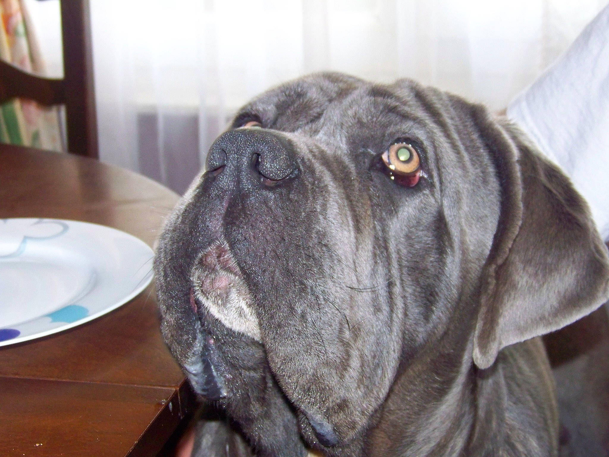Brutus participe au concours pour gagner de l'argent avec cette photo : bookcase, canidae, carnivore, companion_dog, dishware, dog, dog_breed, fawn, grey, guard_dog, kitchen_utensil, mammal, plate, porcelain, serveware, shelf, snout, sporting_group, whiskers, working_animal