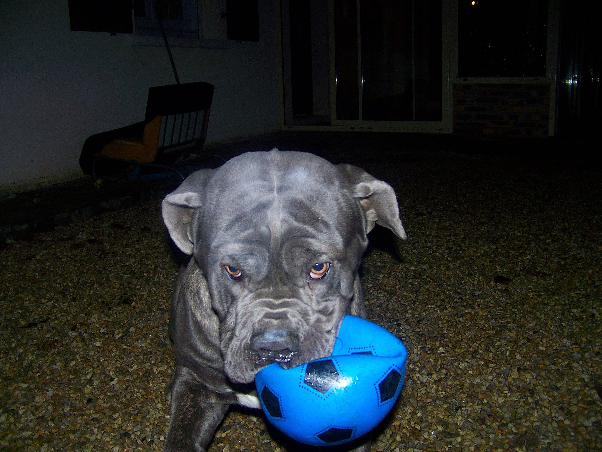 Brutus a rejoint le concours — aidez-le/la à gagner de superbes lots ! ball, canidae, carnivore, chair, companion_dog, dog, dog_breed, dog_supply, dog_toy, door, electric_blue, fawn, guard_dog, non_sporting_group, snout, sporting_group, sports_toy, working_animal, working_dog, wrinkle