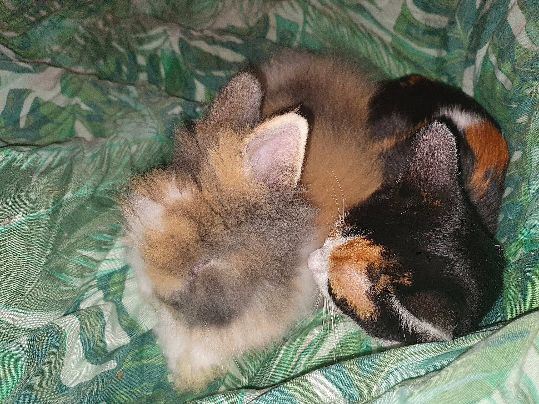 Daisy a rejoint le concours — aidez-le/la à gagner de superbes lots ! canidae, carnivore, comfort, companion_dog, dog_breed, ear, eye, fawn, felidae, fur, grass, liver, nap, paw, snout, sporting_group, tail, terrestrial_animal, whiskers, wildlife