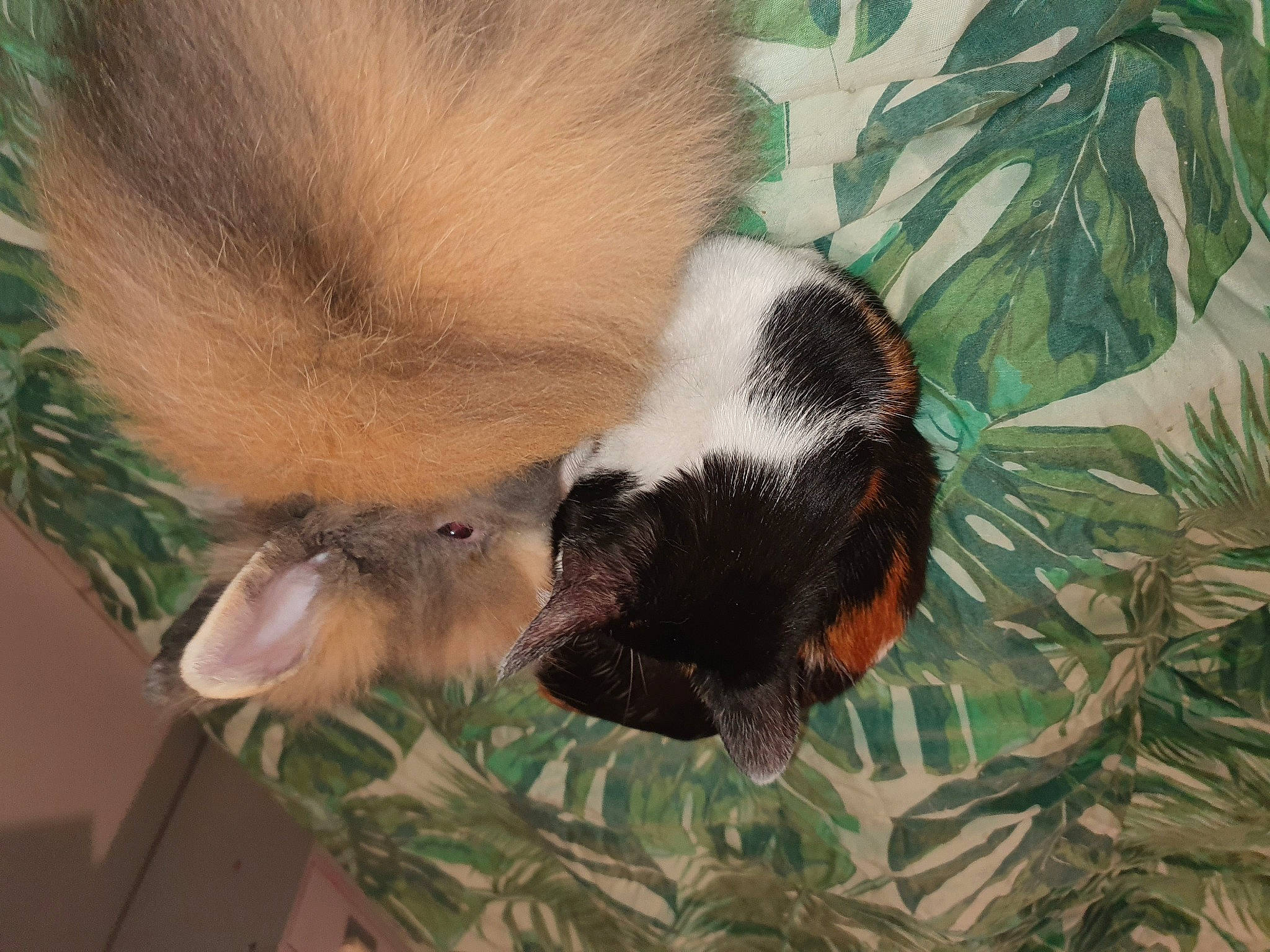 Daisy participe au concours pour gagner de l'argent avec cette photo : carnivore, claw, fawn, felidae, fur, grass, jungle, natural_material, palm_tree, panda, plant, red_panda, skunk, snout, tail, terrestrial_animal, terrestrial_plant, tree, whiskers, wildlife