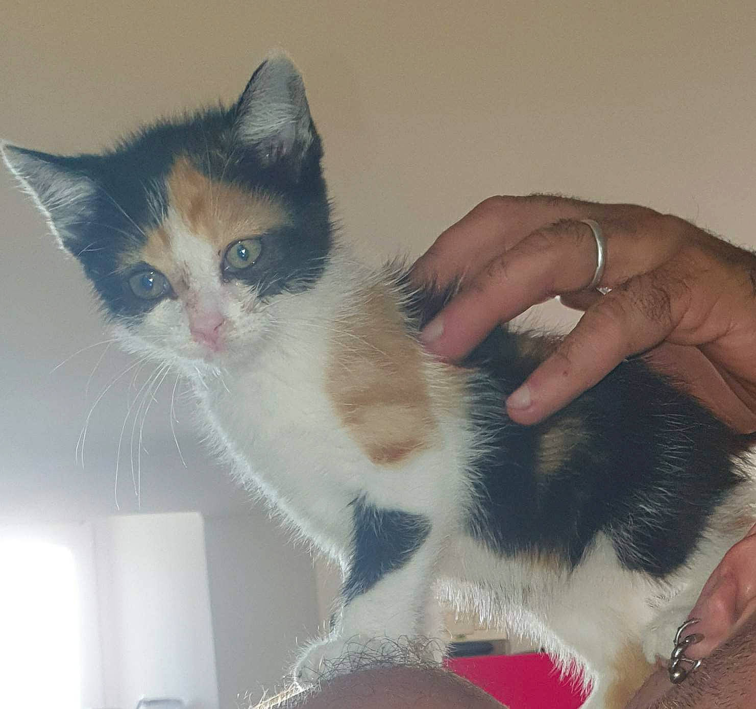 Daisy participe au concours pour gagner de l'argent avec cette photo : box, carnivore, cat, claw, comfort, domestic_short_haired_cat, felidae, foot, fur, gesture, hand, lap, leg, nail, paw, sitting, small_to_medium_sized_cats, snout, tail, whiskers