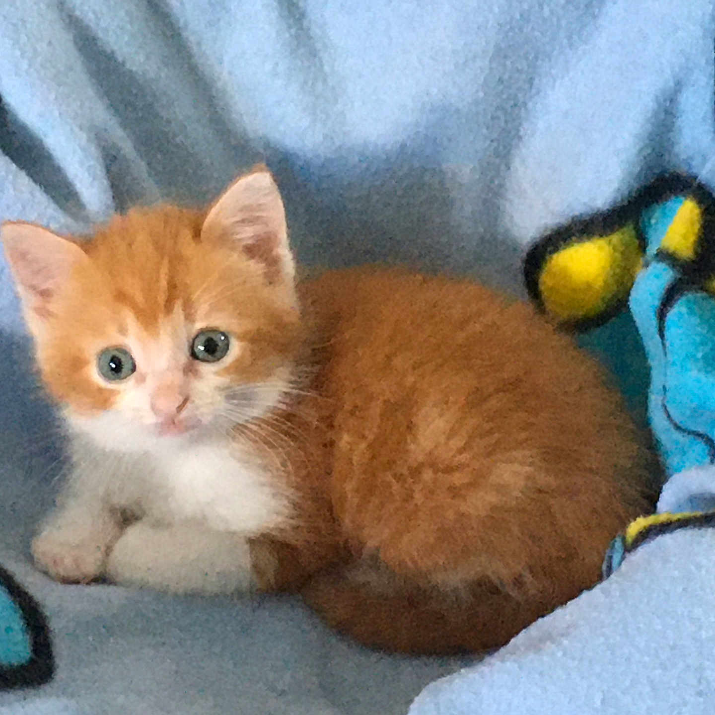 Gugus participe au concours pour gagner de l'argent avec cette photo : abyssinian, angora, animal, bed, bird, blanket, cat, citrusfruit, furniture, kitten, manx, penguin, person, pet, plush, quilt, siamese, sleeping, towel, toy