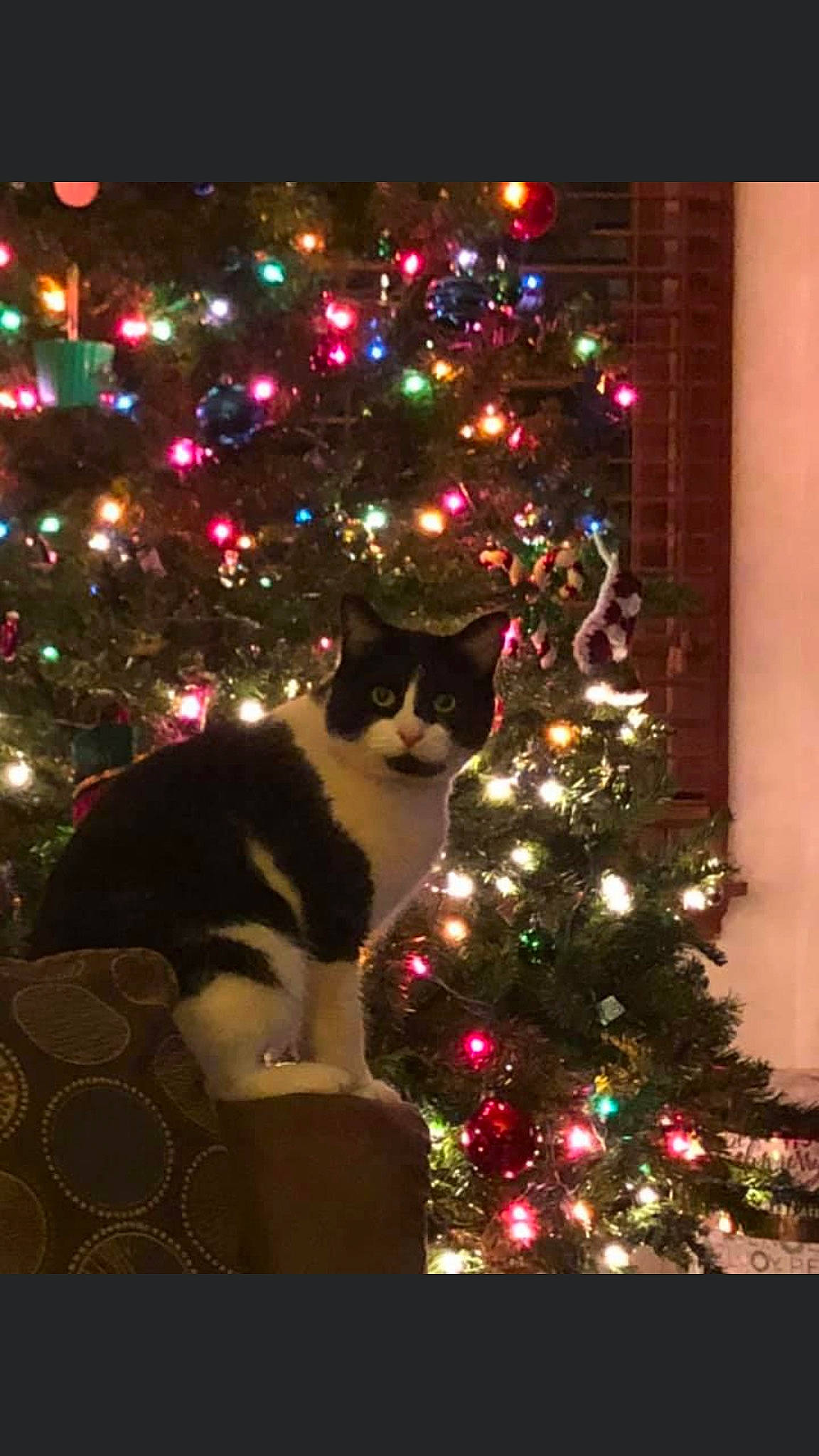Oreo joined the competition — help win amazing prizes! branch, carnivore, cat, christmas, christmas_decoration, christmas_ornament, christmas_tree, evergreen, felidae, holiday, holiday_ornament, light, midnight, ornament, plant, small_to_medium_sized_cats, tints_and_shades, tree, window, woody_plant