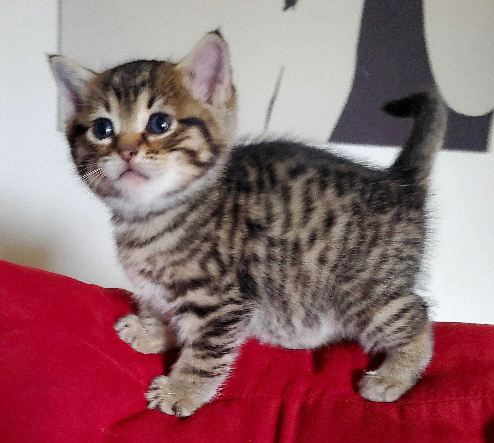 Potato is registered to the contest to win money with this photo: carnivore, cat, domestic_short_haired_cat, felidae, fur, paw, sitting, small_to_medium_sized_cats, snout, tail, terrestrial_animal, whiskers