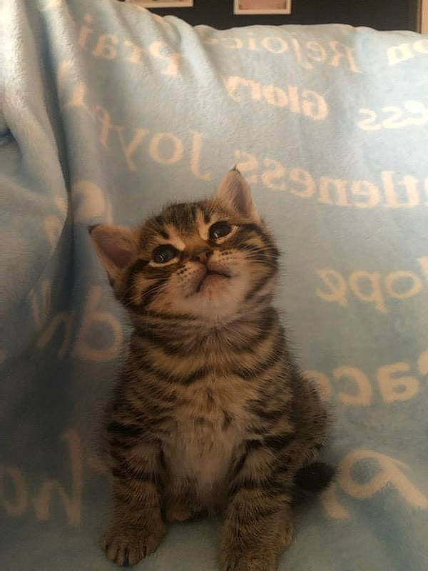 Potato joined the competition — help win amazing prizes! carnivore, cat, comfort, domestic_short_haired_cat, eye, fawn, felidae, flooring, fur, pattern, paw, pillow, sitting, small_to_medium_sized_cats, snout, tail, terrestrial_animal, textile, whiskers, wood