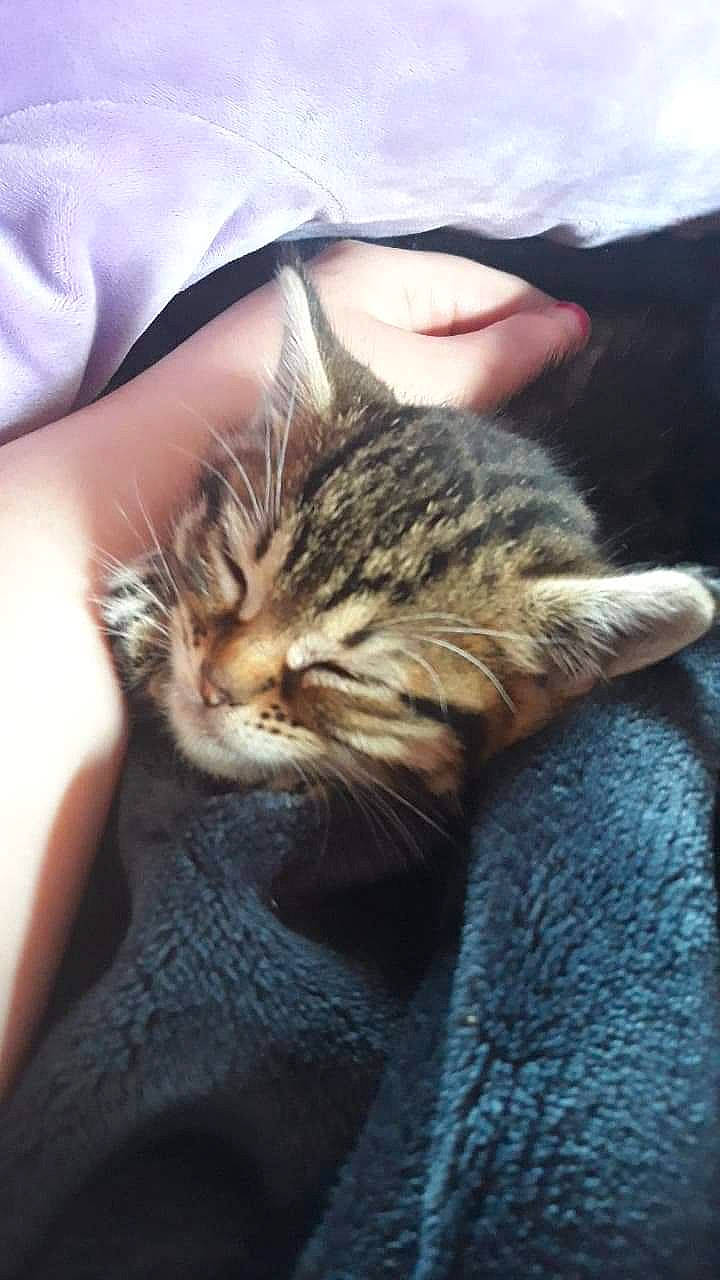 Potato is registered to the contest to win money with this photo: carnivore, cat, claw, comfort, domestic_short_haired_cat, ear, felidae, fur, gesture, nail, paw, small_to_medium_sized_cats, snout, terrestrial_animal, whiskers