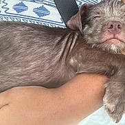 Deuce joined the competition — help win amazing prizes! dog, puppy, pet, animal, brown_fur, scruffy_fur, sleepy, relaxed, nose, muzzle, paws, floppy_ears, close_up, portrait, person, arm, cushion, patterned_fabric, indoors, cuddling