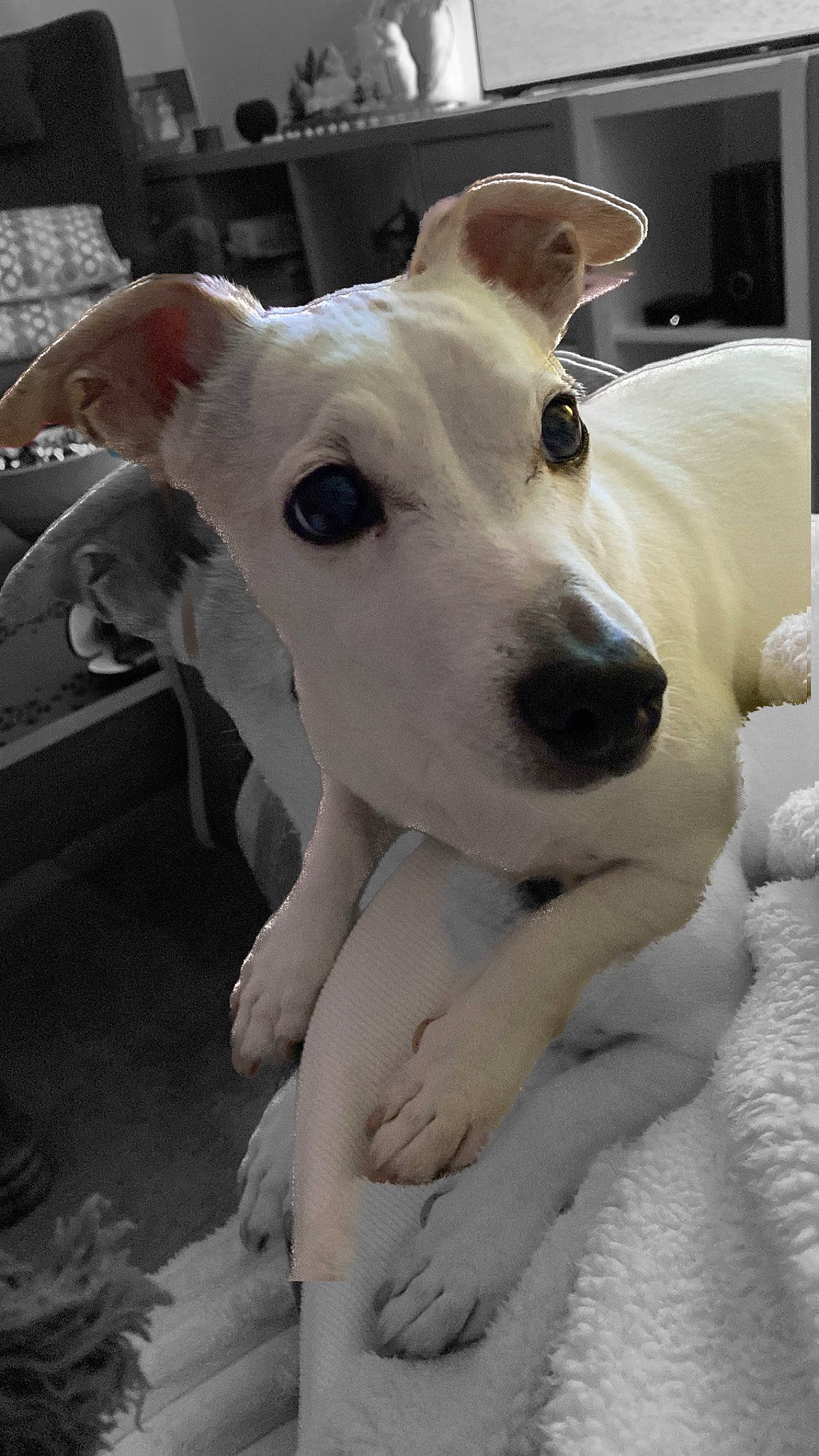 Artémis a rejoint le concours — aidez-le/la à gagner de superbes lots ! ancient_dog_breeds, canidae, carnivore, collar, companion_dog, dog, dog_breed, dog_collar, ear, fawn, giant_dog_breed, non_sporting_group, pet_supply, snout, sporting_group, terrestrial_animal, whiskers, working_animal