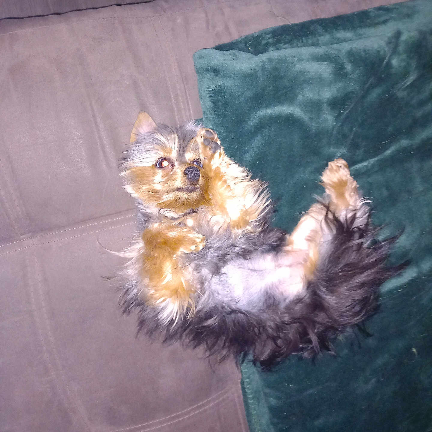 Maya a rejoint le concours — aidez-le/la à gagner de superbes lots ! animal, blanket, brown, companion, couch, cozy, cute, dog, domestic, flash, fluffy, fur, green, indoor, looking_at_camera, lying_down, paw, pet, relaxed, small_dog