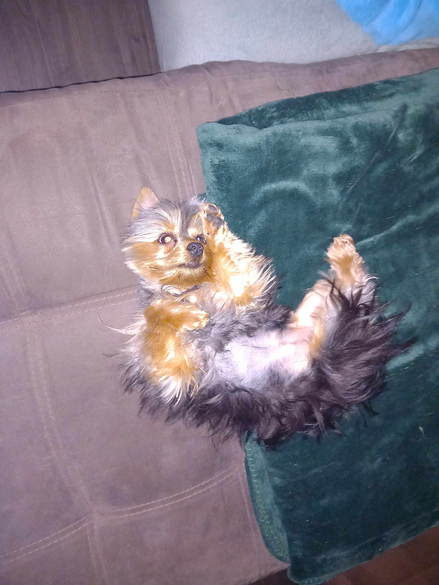 Maya