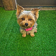 Maya a rejoint le concours — aidez-le/la à gagner de superbes lots ! animal, artificial_grass, black, brown, collar, cute, dog, ears, eyes, fluffy, fur, grass, looking_up, nose, outdoor, pet, pink_collar, puppy, sitting, small_dog